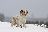 BERGER AUSTRALIEN PUPPIES 519